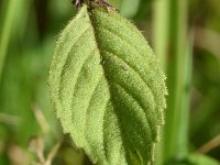 Mentha arvensis 21, Akkermunt, Saxifraga-Sonja Bouwman  776. Akkermunt - Mentha arvensis - Lamiaceae familie (i)