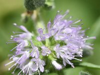 Mentha pulegium 32, Polei, Saxifraga-Sonja Bouwman  Z30. Polei - Mentha pulegium - Lamiaceae familie (i)