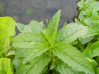 Mentha spicata 2, Aarmunt, Saxifraga-Rutger Barendse