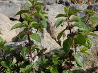 Mentha x verticillata (M. aquatica x arvensis) 13, Kransmunt, Saxifraga-Ed Stikvoort