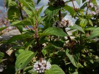 Mentha x verticillata (M. aquatica x arvensis) 14, Kransmunt, Saxifraga-Ed Stikvoort