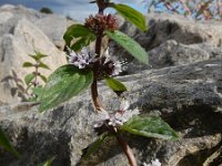 Mentha x verticillata (M. aquatica x arvensis) 15, Kransmunt, Saxifraga-Ed Stikvoort