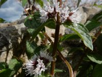 Mentha x verticillata (M. aquatica x arvensis) 17, Kransmunt, Saxifraga-Ed Stikvoort