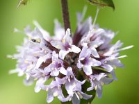 Mentha x verticillata 18, Kransmunt, Saxifraga-Sonja Bouwman