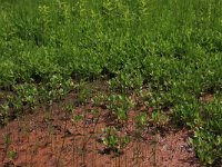 Menyanthes trifoliata 38, Waterdrieblad, Saxifraga-Hans Boll