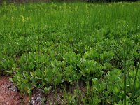 Menyanthes trifoliata 40, Waterdrieblad, Saxifraga-Hans Boll