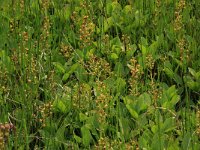 Menyanthes trifoliata 42, Waterdrieblad, Saxifraga-Hans Boll