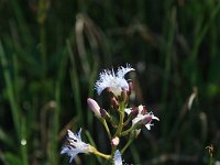 Menyanthes trifoliata 6, Waterdrieblad, Saxifraga-Dirk Hilbers