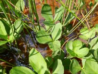 Menyanthes trifoliata 64, Waterdrieblad, Saxifraga-Rutger Barendse