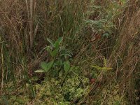 Menyanthes trifoliata 70, Waterdrieblad, Saxifraga-Hans Boll