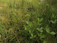 Menyanthes trifoliata 74, Waterdrieblad, Saxifraga-Hans Boll