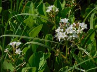 Menyanthes trifoliata 93, Waterdrieblad, Saxifraga-Ed Stikvoort