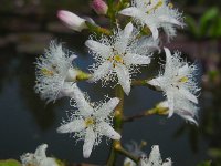 Menyanthes trifoliata 95, Waterdrieblad, Saxifraga-Ed Stikvoort