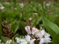 Menyanthes trifoliata 98, Waterdrieblad, Saxifraga-Ed Stikvoort