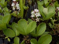 Menyanthes trifoliata 99, Waterdrieblad, Saxifraga-Ed Stikvoort