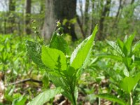 Mercurialis perennis 22, Bosbingelkruid, Saxifraga-National Botanical Garden of Latvia