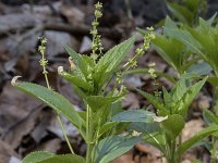 Mercurialis perennis 23, Bosbingelkruid, Saxifraga-Willem van Kruijsbergen