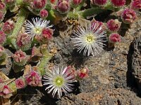 Mesembryanthemum crystallinum 9, Saxifraga-Hans Grotenhuis