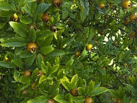 Foliage and fruits of Common medlar (Mespilus germanica)  Foliage and fruits of Common medlar (Mespilus germanica) : common medlar, foliage, medlar, Mespilus germanica, autumn, edible, fall, food, fruit, fruit culture, fruit farming, fruit growing, fruiter, fruits, fruittree, many, natural, nature, no people, nobody, outdoor, outdoors, outside, plant, plants, rural scene, summer, summertime