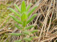 Micromeria helianthemifolia 2, Saxifraga-Rutger Barendse