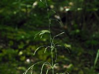 Milium effusum 12, Bosgierstgras, Saxifraga-Hans Dekker