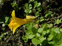 Mimulus guttatus 24, Gele maskerbloem, Saxifraga-Rutger Barendse