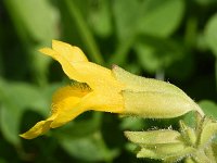 Mimulus guttatus 37, Gele maskerbloem, Saxifraga-Sonja Bouwman