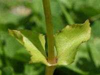 Mimulus guttatus 38, Gele maskerbloem, Saxifraga-Sonja Bouwman