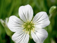 Minuartia laricifolia 4, Saxifraga-Sonja Bouwman  Minuartia laricifolia - Caryophyllaceae familie