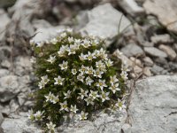 Minuartia recurva 11, Saxifraga-Luuk Vermeer