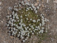 Minuartia recurva 12, Saxifraga-Luuk Vermeer