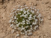 Minuartia recurva 13, Saxifraga-Luuk Vermeer