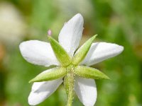 Minuartia recurva 8, Saxifraga-Sonja Bouwman  Recurved sandwort - Minuartia recurva - Caryophyllaceae familie