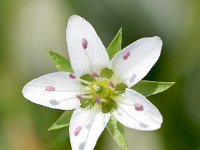 Minuartia recurva 9, Saxifraga-Sonja Bouwman  Recurved sandwort - Minuartia recurva - Caryophyllaceae familie; Tre Cime (I)