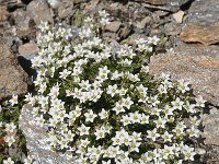 Minuartia rupestris 2, Saxifraga-Harry Jans