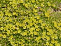 Minuartia sedoides 12, Saxifraga-Luuk Vermeer