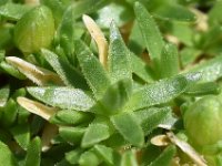 Minuartia sedoides 9, Saxifraga-Sonja Bouwman  Cyphel - Minuartia sedoides - Caryophyllaceae familie