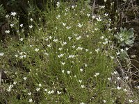 Minuartia verna 21, Saxifraga-Willem van Kruijsbergen