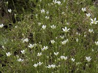 Minuartia verna 22, Saxifraga-Willem van Kruijsbergen