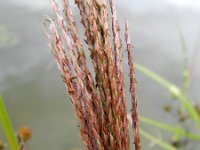 Miscanthus sinensis 7, Klein prachtriet, Saxifraga-Rutger Barendse
