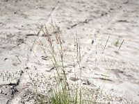 Molinia caerulea 41, Pijpenstrootje, Saxifraga-Roel Meijer  Purple moor-grass (Molinia caerulea) on sandy spot : flora, floral, grass, molinia caerulea, natural, nature, sand, sandy