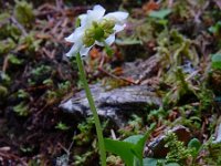 Moneses uniflora 10, Eenbloemig wintergroen, Saxifraga-Ed Stikvoort