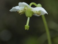 Moneses uniflora 11, Eenbloemig wintergroen, Saxifraga-Willem van Kruijsbergen