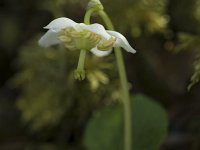 Moneses uniflora 13, Eenbloemig wintergroen, Saxifraga-Willem van Kruijsbergen