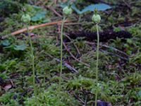 Moneses uniflora 16, Eenbloemig wintergroen, Saxifraga-Ed Stikvoort
