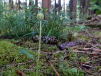 Moneses uniflora 17, Eenbloemig wintergroen, Saxifraga-Ed Stikvoort