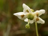 Moneses uniflora 18, Eenbloemig wintergroen, Saxifraga-Harry Jans  Monesus uniflora