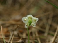 Moneses uniflora 2, Eenbloemig wintergroen, Saxifraga-Dirk Hilbers