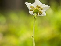 Moneses uniflora 23, Eenbloemig wintergroen, Saxifraga-Luuk Vermeer