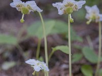 Moneses uniflora 24, Eenbloemig wintergroen, Saxifraga-Luuk Vermeer